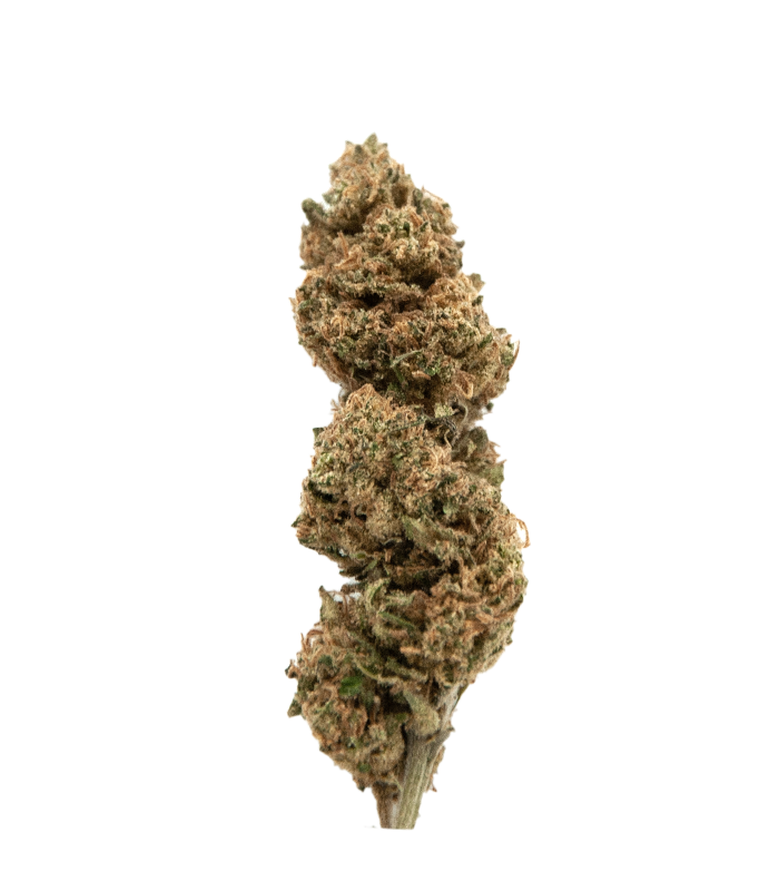 Fleurs Mango Kush N10
